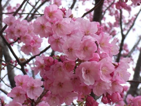 新宿御苑の桜