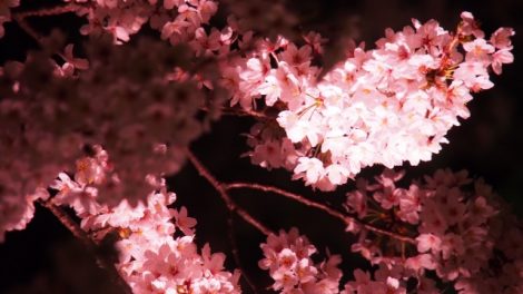 桜ライトアップ