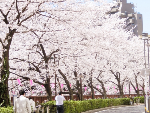 目黒川の桜並木