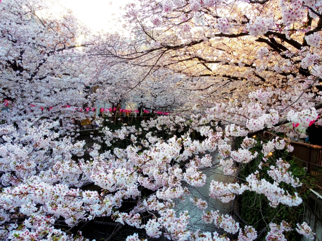 目黒川の桜並木