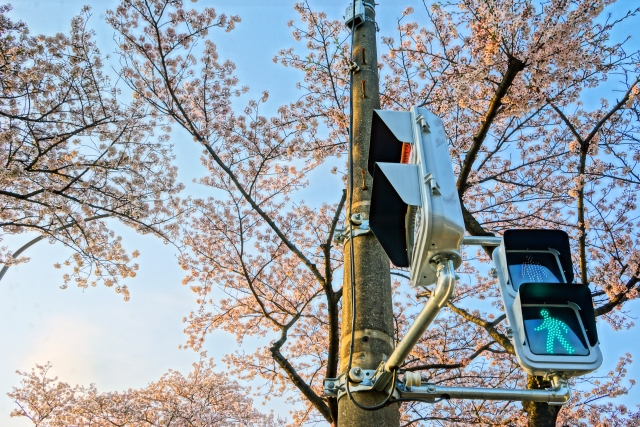 横浜 海軍道路の桜
