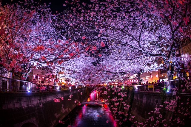 目黒川の桜ライトアップ
