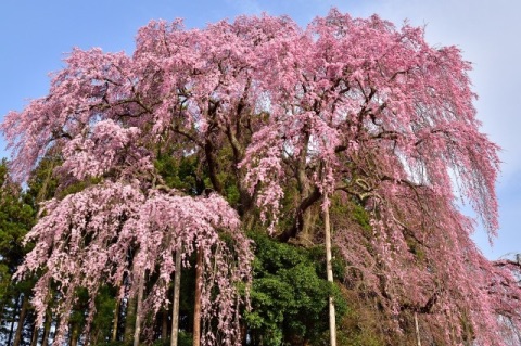 三春滝桜の画像