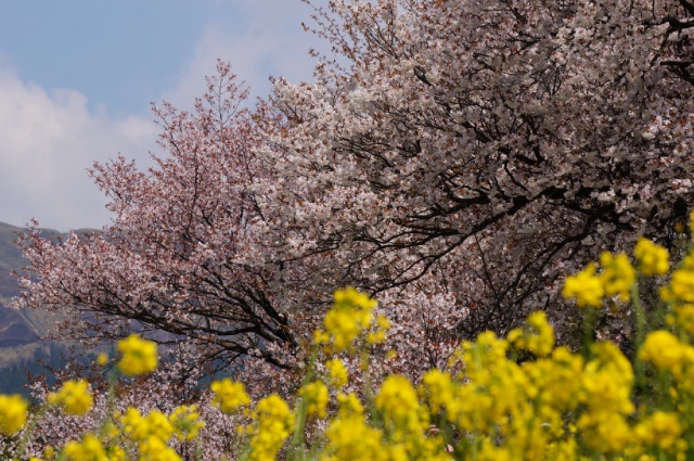 一心行の大桜の画像