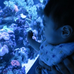 赤ちゃんと水族館
